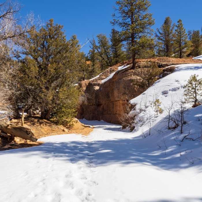 Near Cassidy + Rich Loop