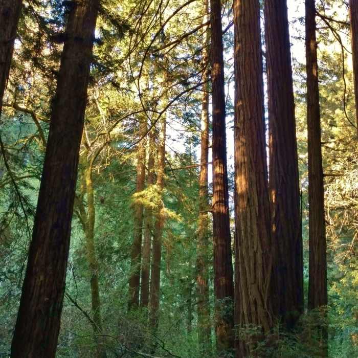 Near Aptos Rancho Trail