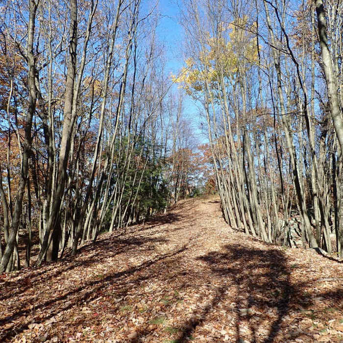 Near Appalachian Trail - Stokes S.F. South Near Appalachian Trail - Stokes S.F. South