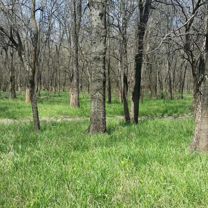 A sea of green grass blankets the forest floor. Near Clear Creek Natural Heritage Center