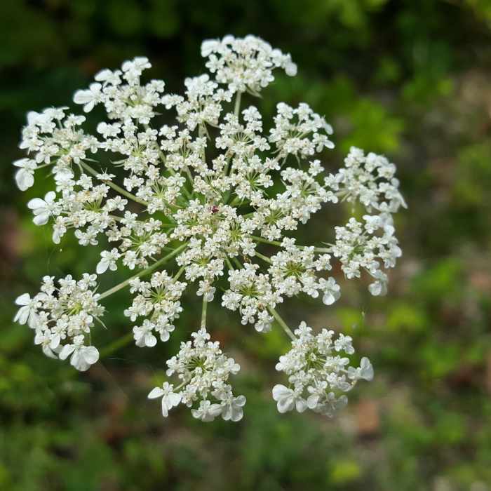 Near Lake Trail