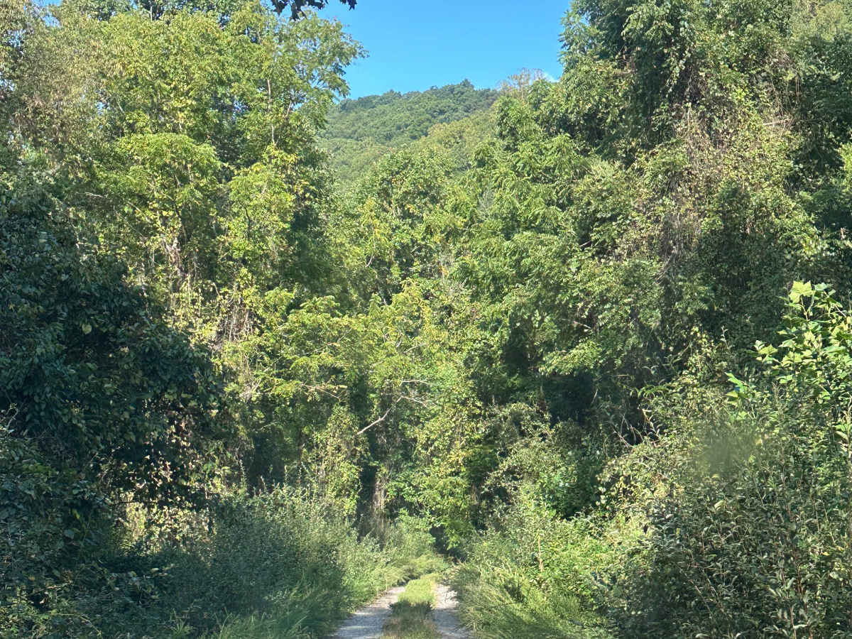 McClintic Bridge photo 4