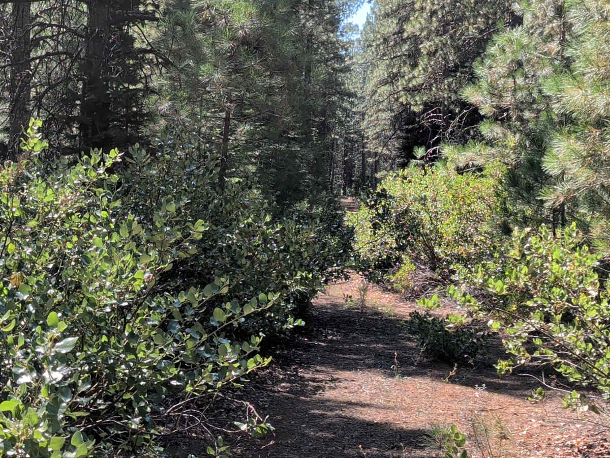 Ill Repute - FS 42N90 trail photo