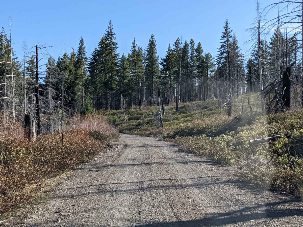 NF-115 trail photo