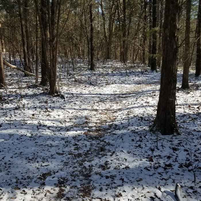 Near Bryant Grove Trail