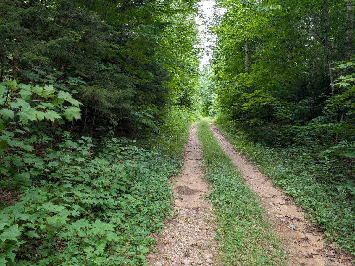 Goldmine Trail photo 3