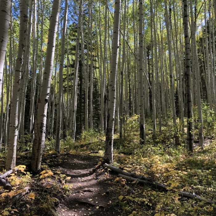 Near Opal Lake Trail
