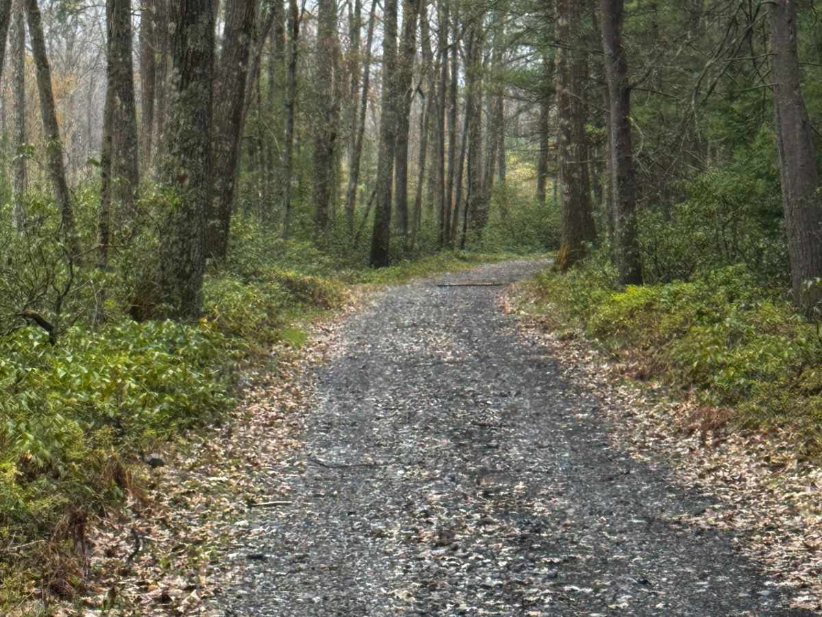 Harrowed Trail photo 5