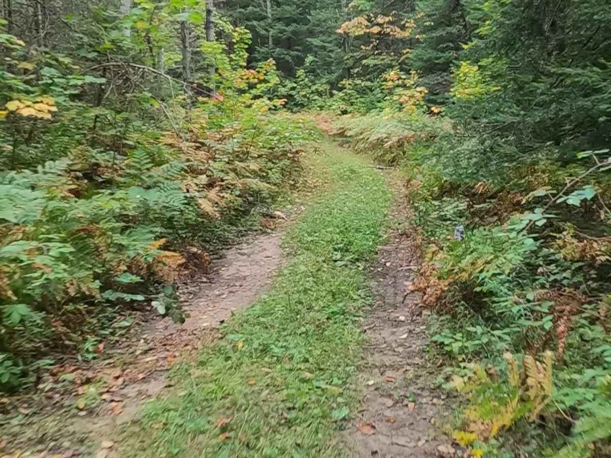 Strickler Truck Road - Timber Loop photo 4