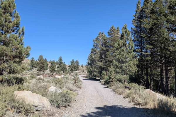 Mammoth Creek Road - FS 3S09