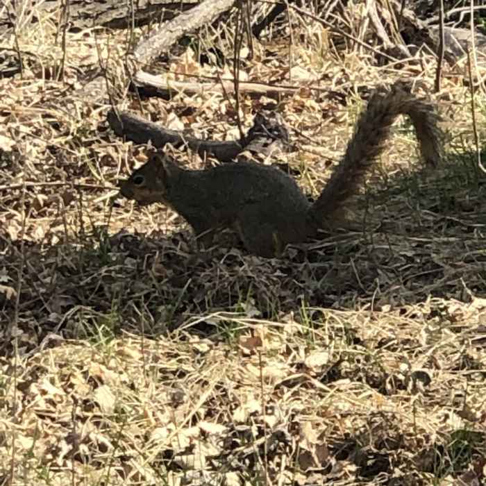 Near Bison Plant Trail