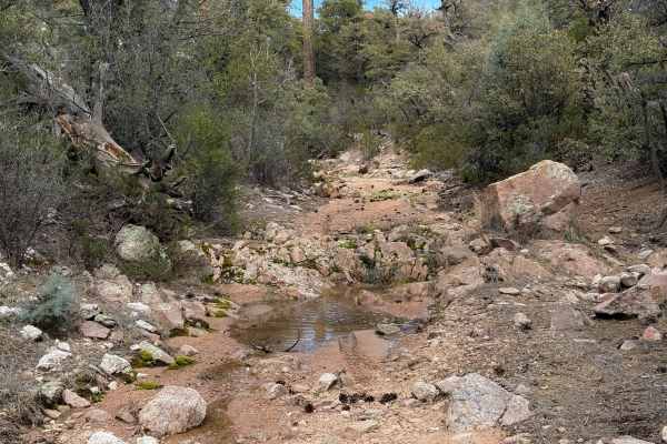 Dead Steer Basin #9908 