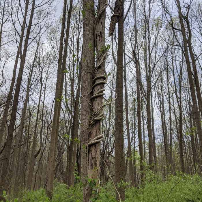 Vines entwining a tree Near Deer Creek Trail to Susquehanna Ridge Trail Loop