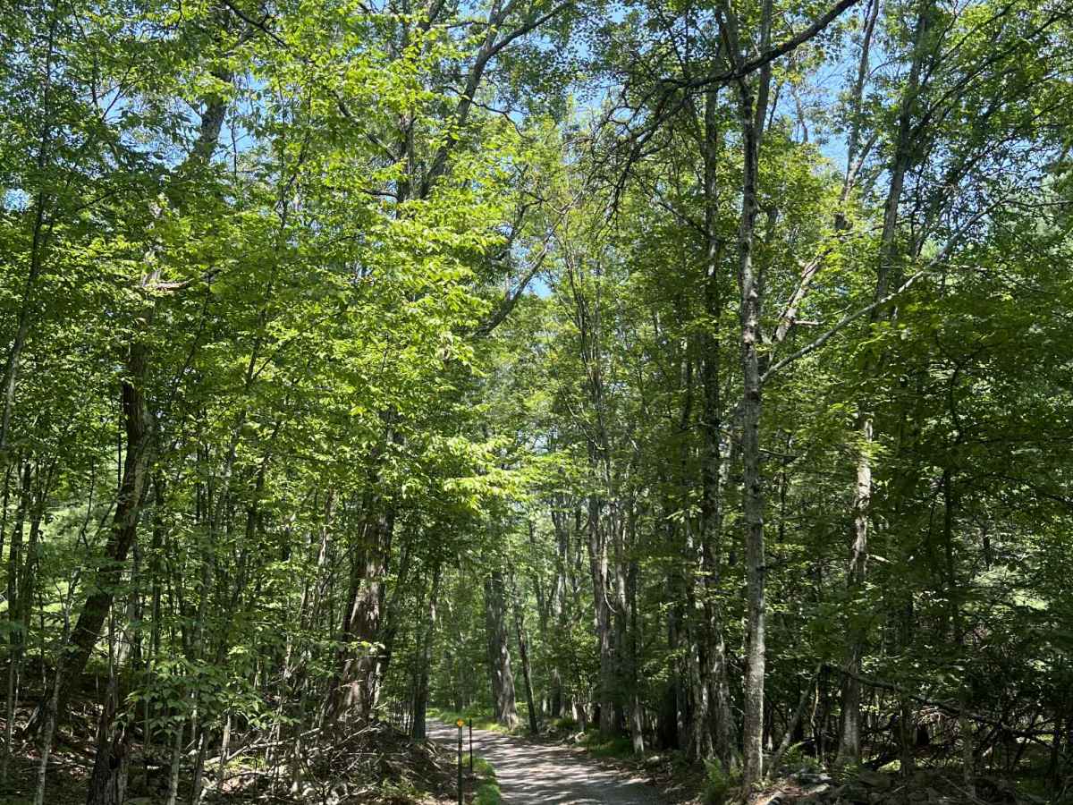 Mush Paw Road photo 4