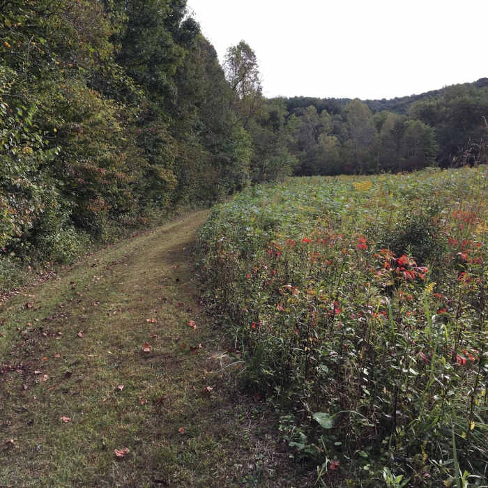 Near Prairie Warbler Trail