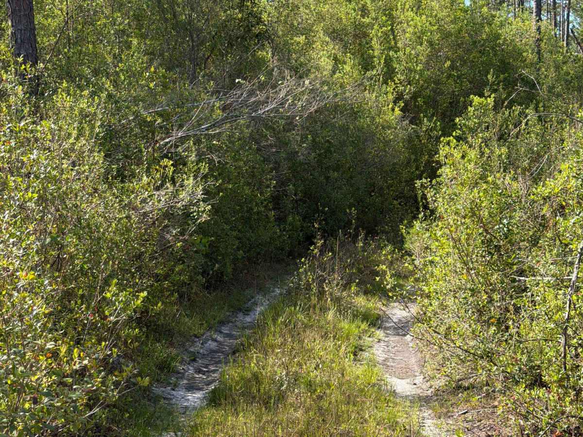 FS 105-D photo 2