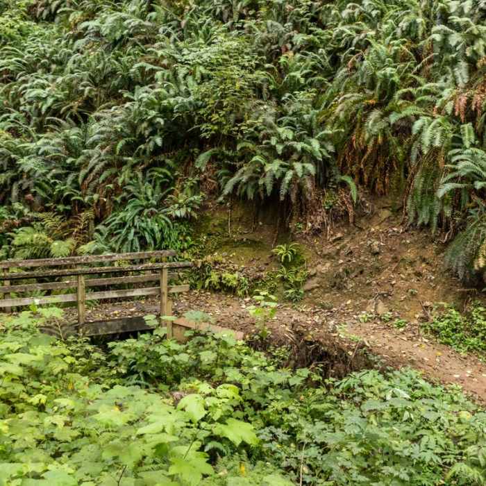 Near South Slough Loop Hike