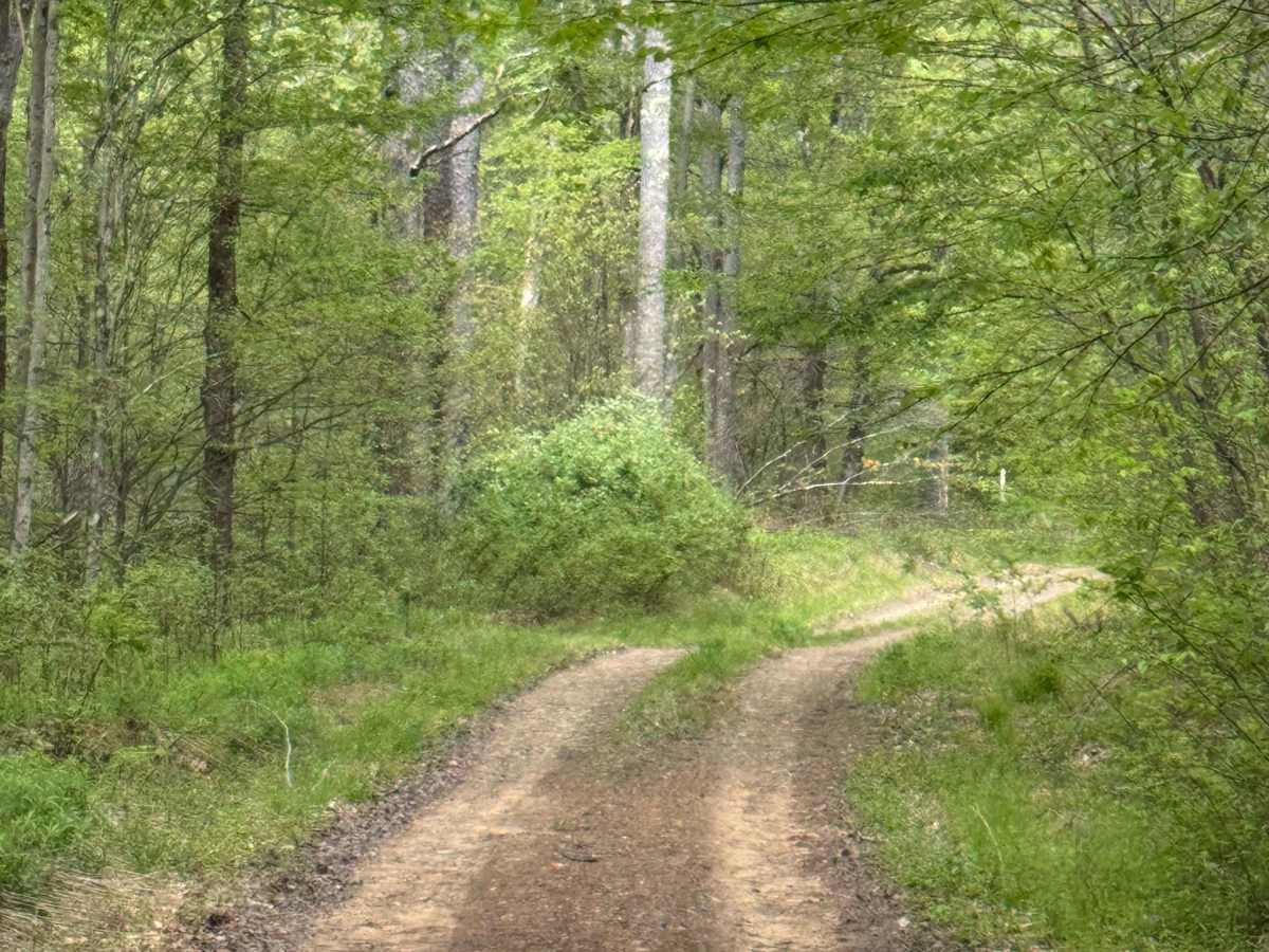 Big Trestle Road photo 3