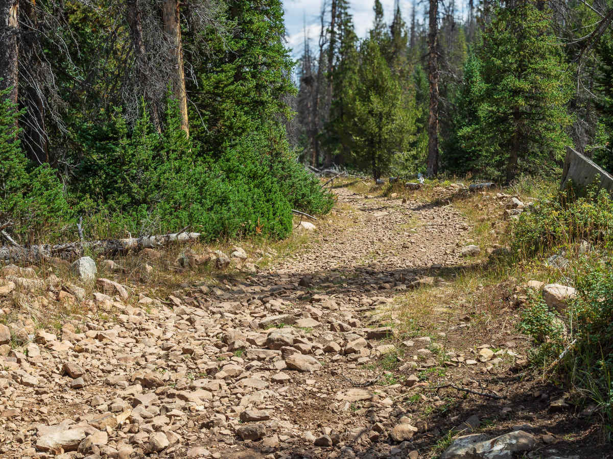 Left Fork Rhodes Canyon - FS 70151 photo 4