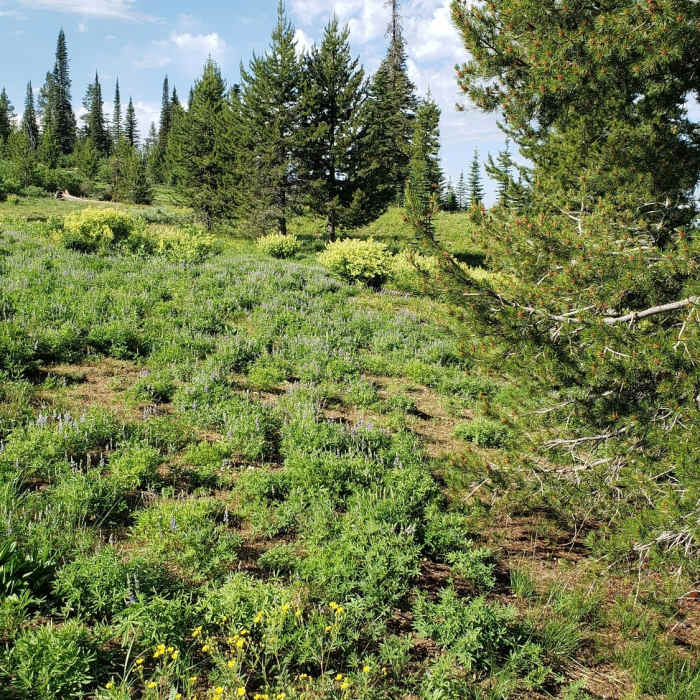 Near Blackwell Lake Loop