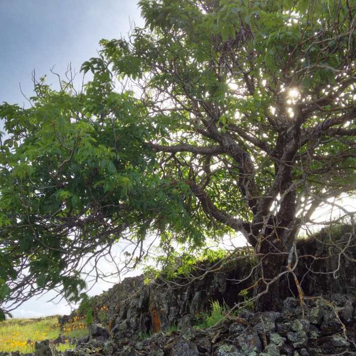Near Fern Falls + Coal Canyon Falls