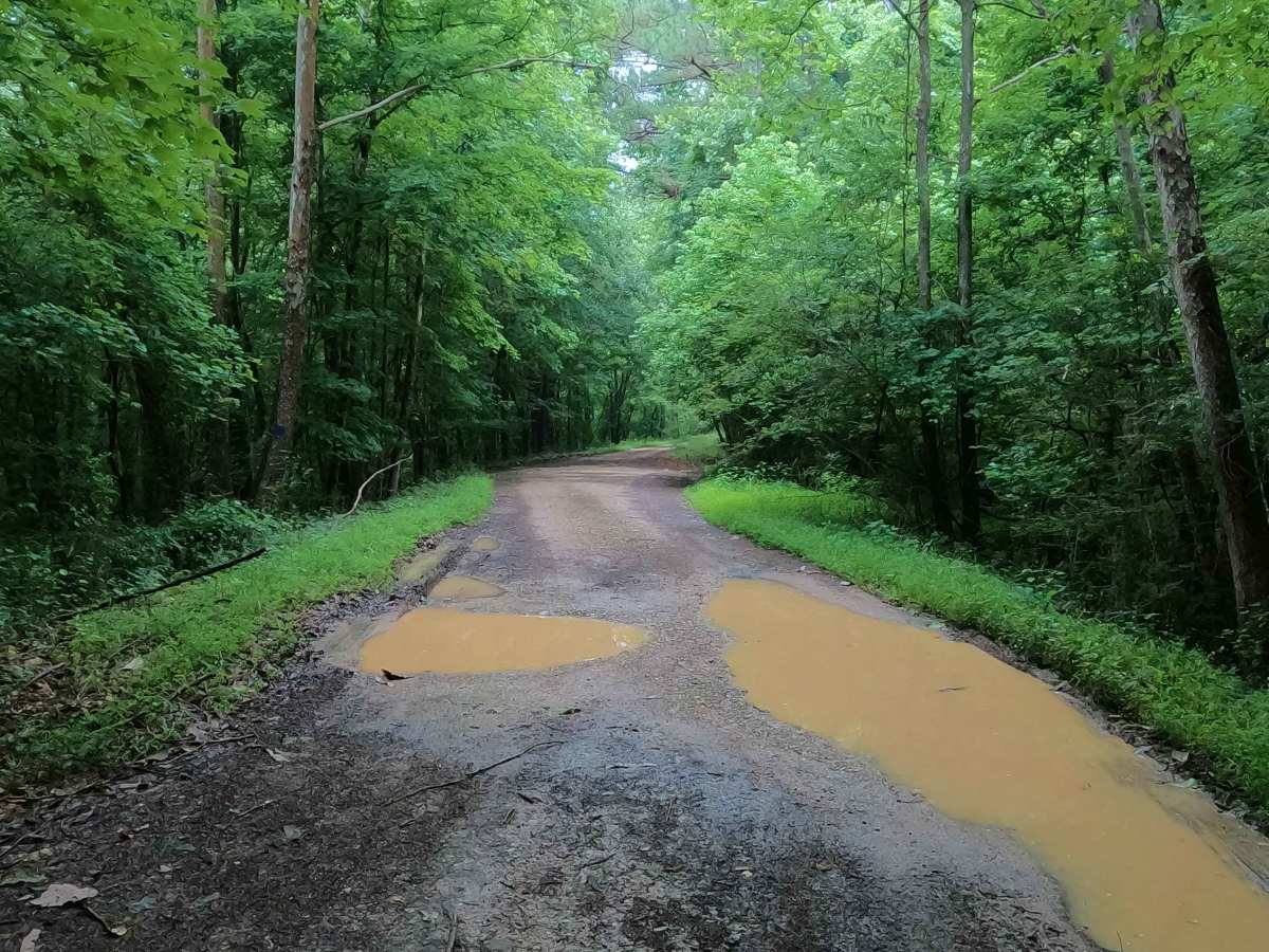 Tharpe Hollow - FS 384 trail photo