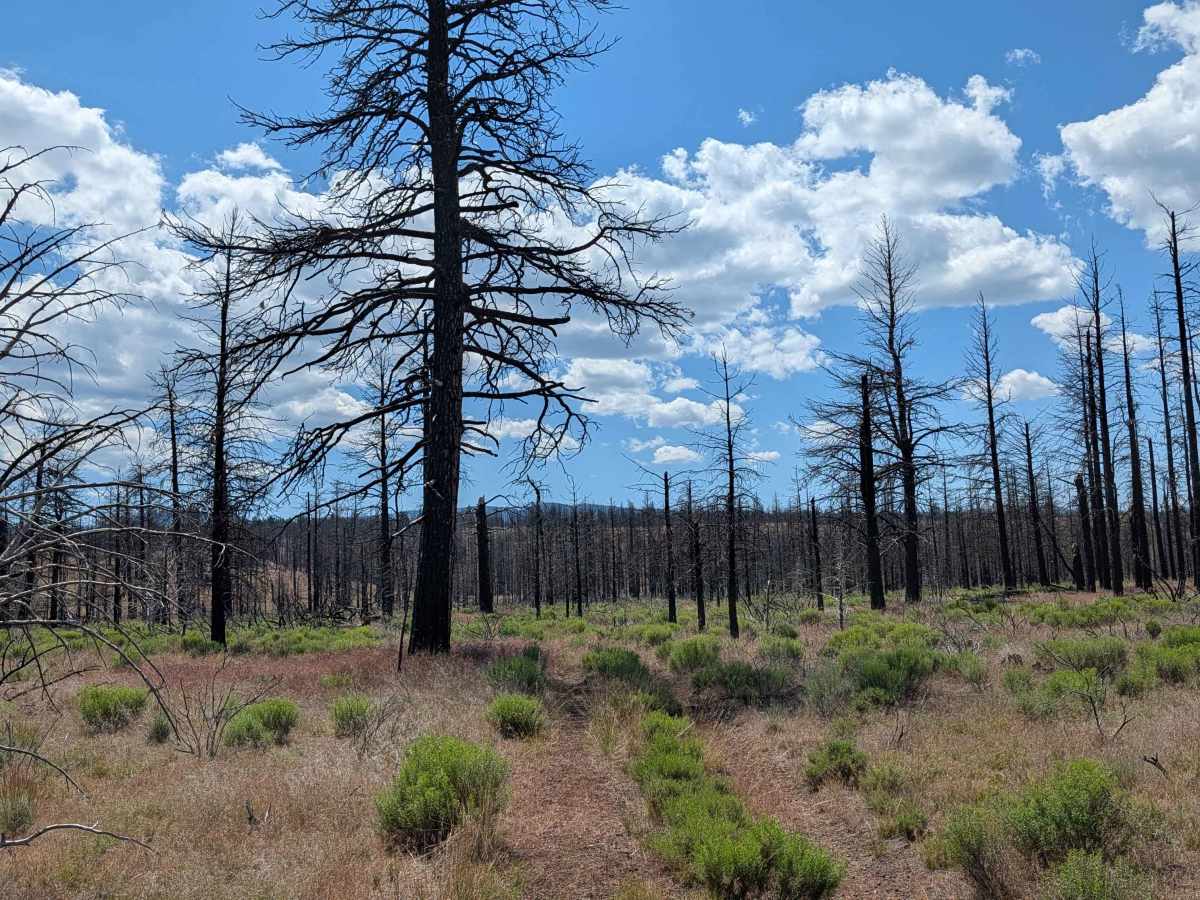 Lairds Well - FS 45N05 photo 3