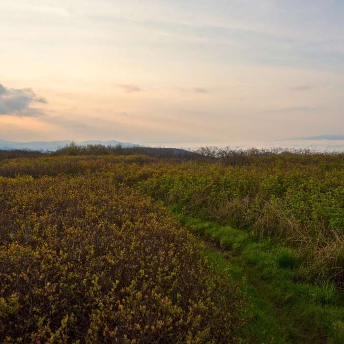 Sunset on Gregory's Bald. Above the clouds over Cades Cove. Near Gregory Bald Out and Back