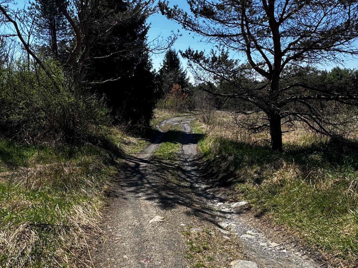 Logway Run Hill Climb Trail trail photo