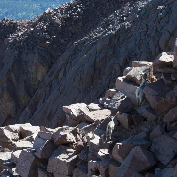 Near Pikes Peak Northwest Slopes