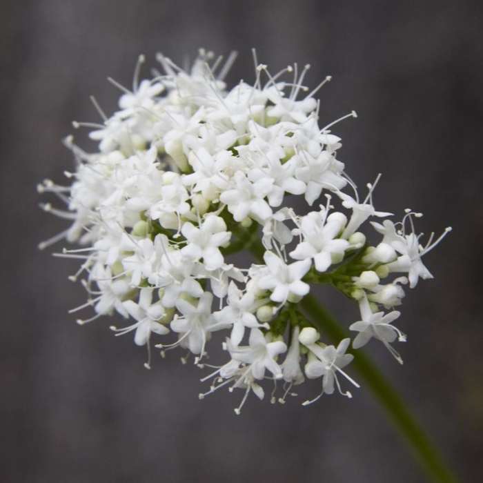 Near Marten + Kelly Lake, Bench Creek Divide