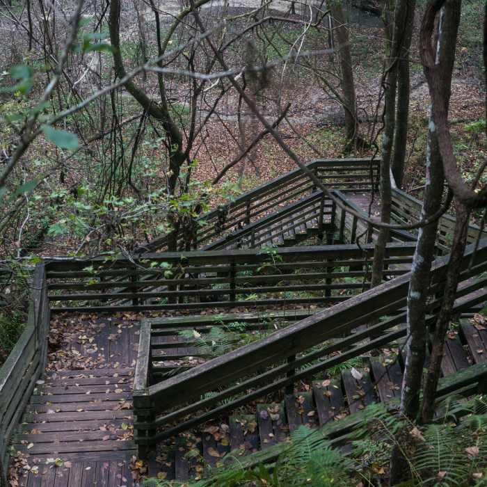 FloridaFall13-06691 Near Devil's Millhopper Geological State Park