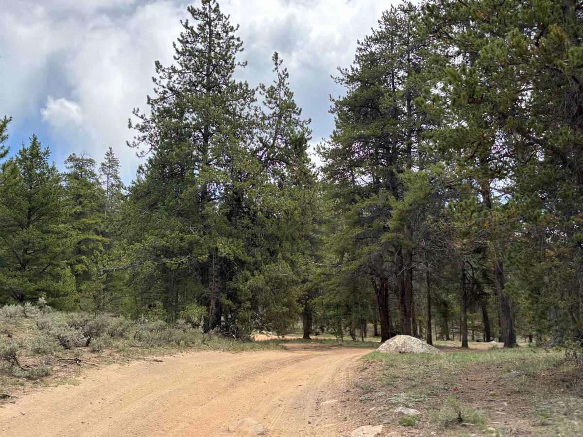 Texas Cotton Wood Road photo 2
