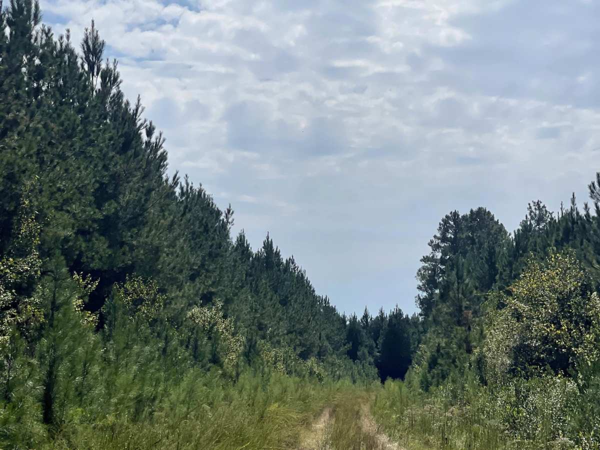 Long Ridge Road trail photo