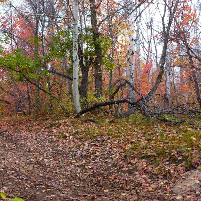 Near Wagonwheel Trail (168)