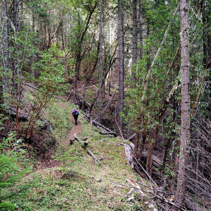 Near Arrowhead Pass Trail