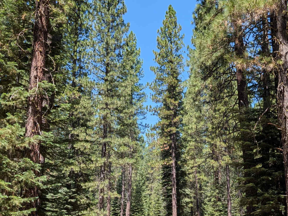 Lava Crack Spring - FS 41N28 trail photo