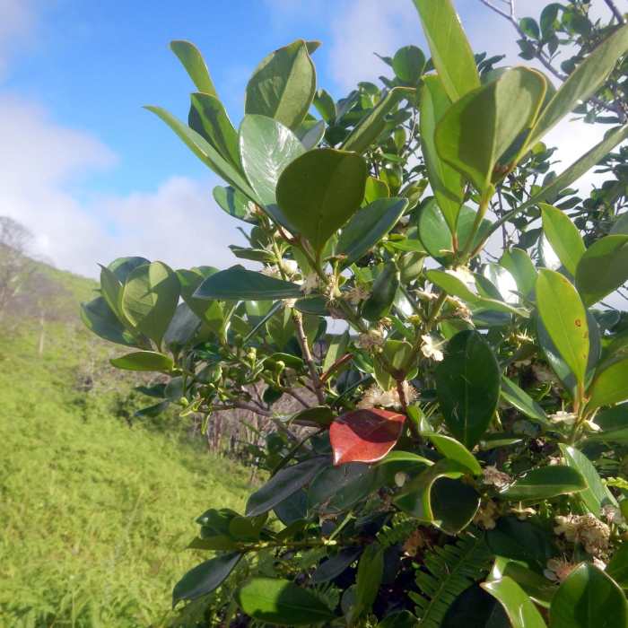 Near Waihe'e Ridge Near Waihe'e Ridge