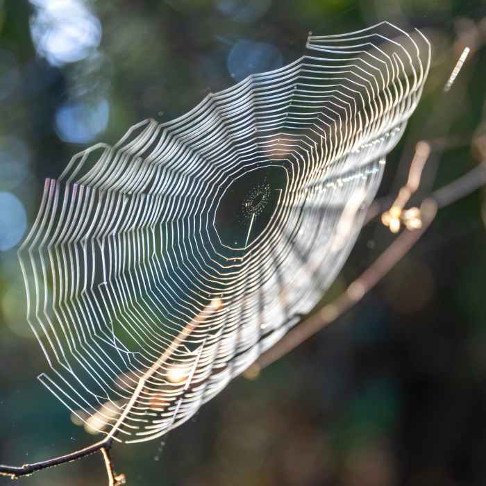 Near Cross Marin Trail
