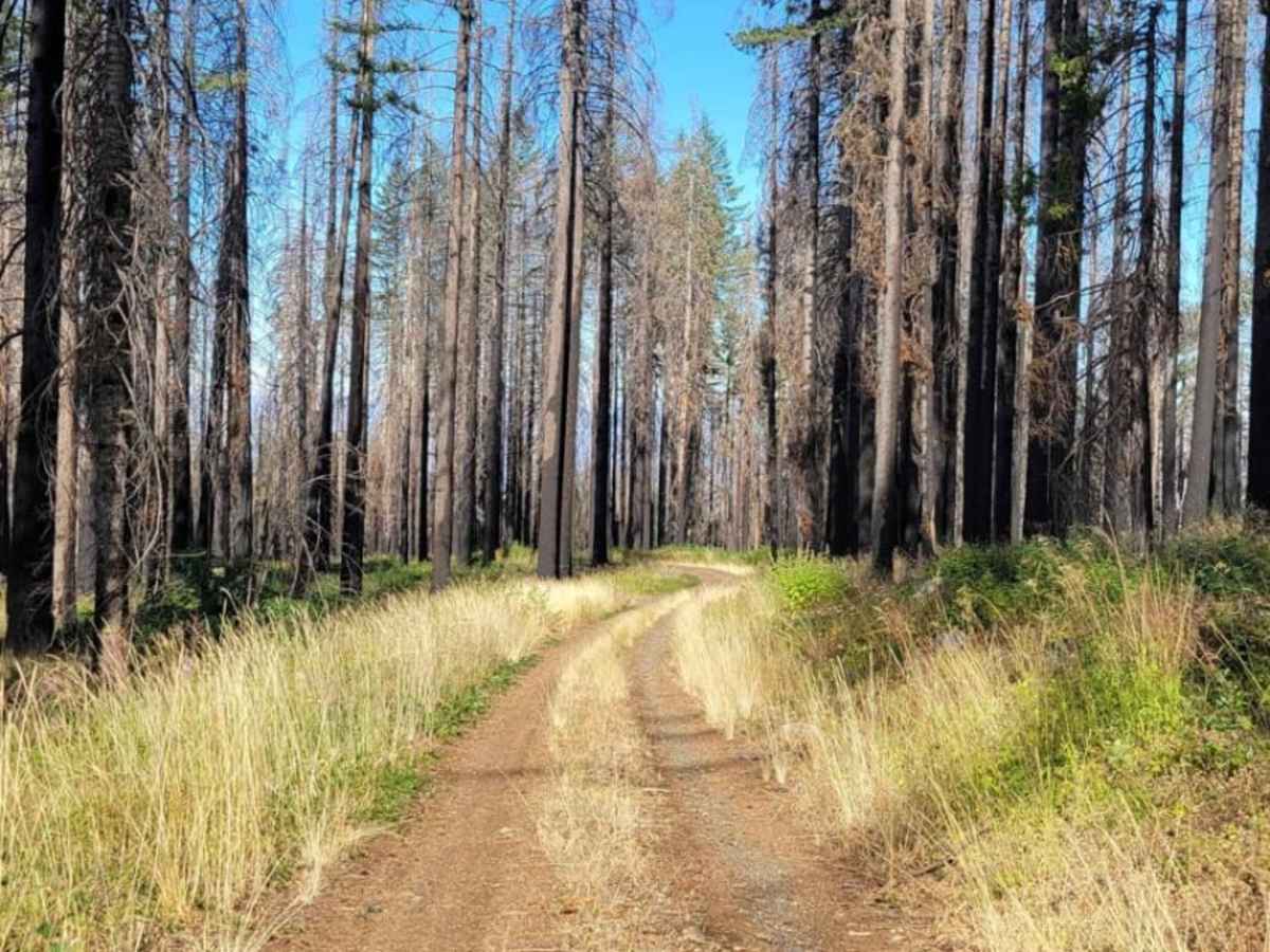 Page Mountain trail photo