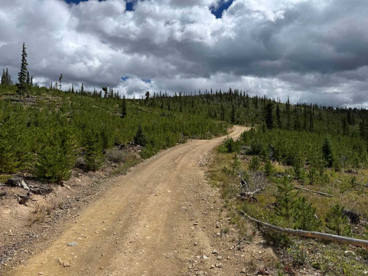 Gold Run Road trail photo