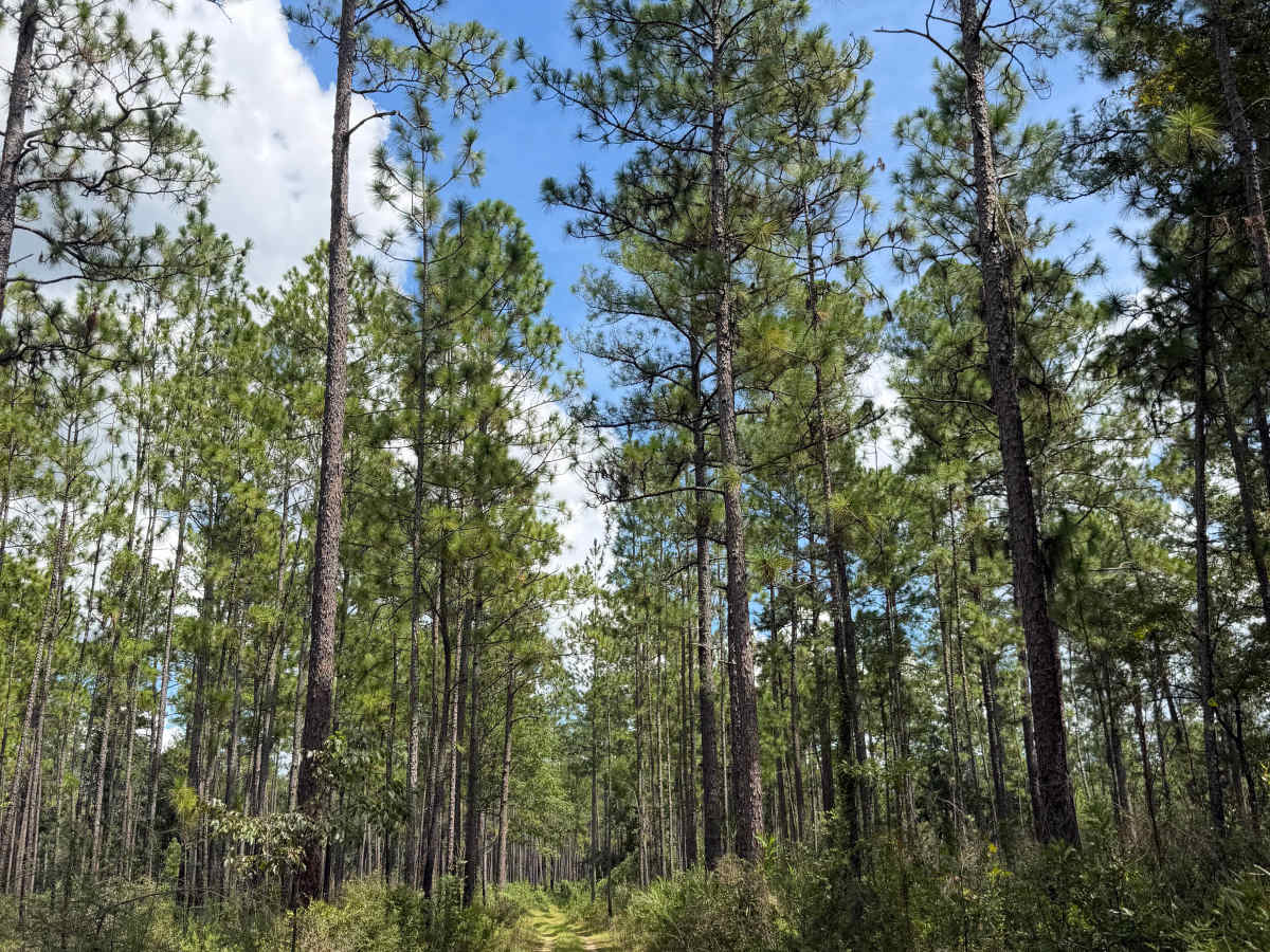 Blackwater River R84 photo 5