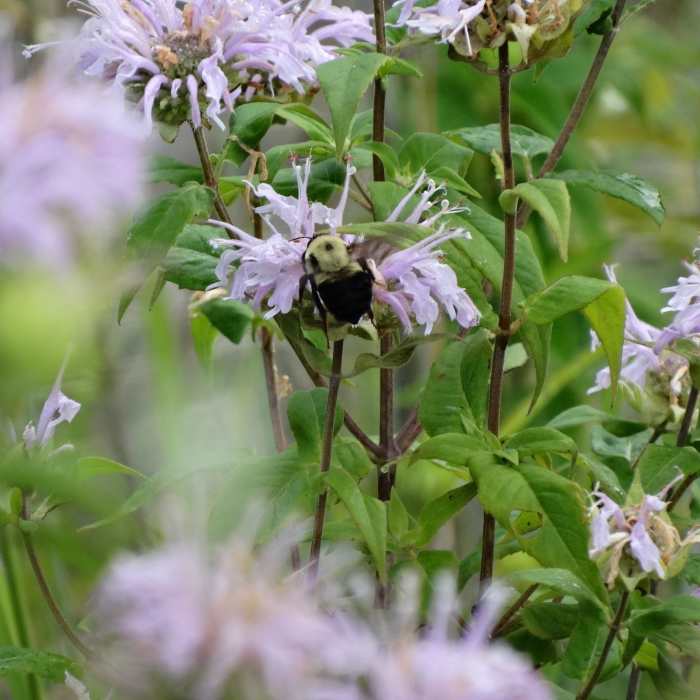 Near Leopold's Preserve