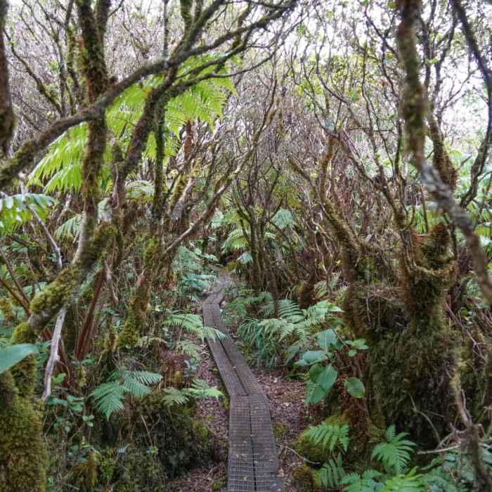 Near Mt Ka'ala Out-and-Back Near Mt Ka'ala Out-and-Back