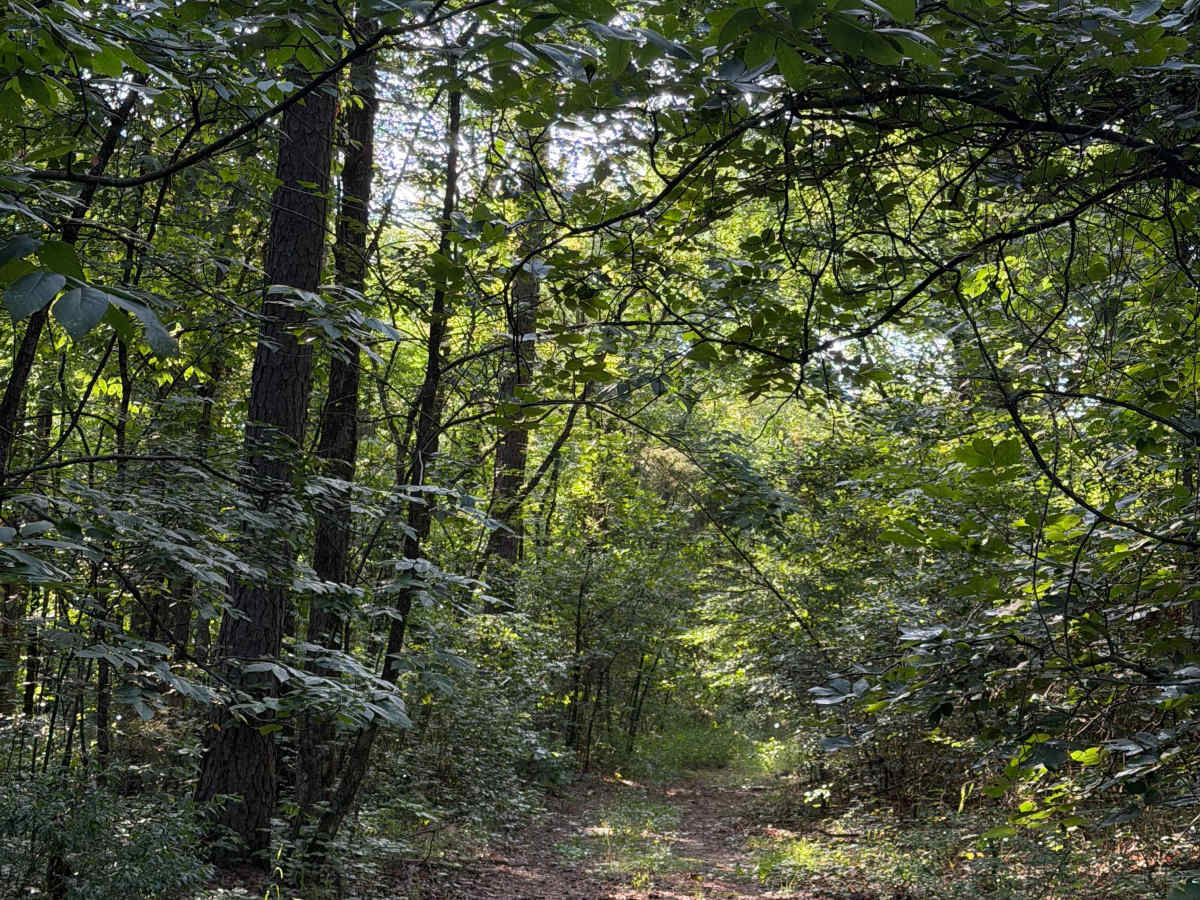 Perscillas Trail photo 6