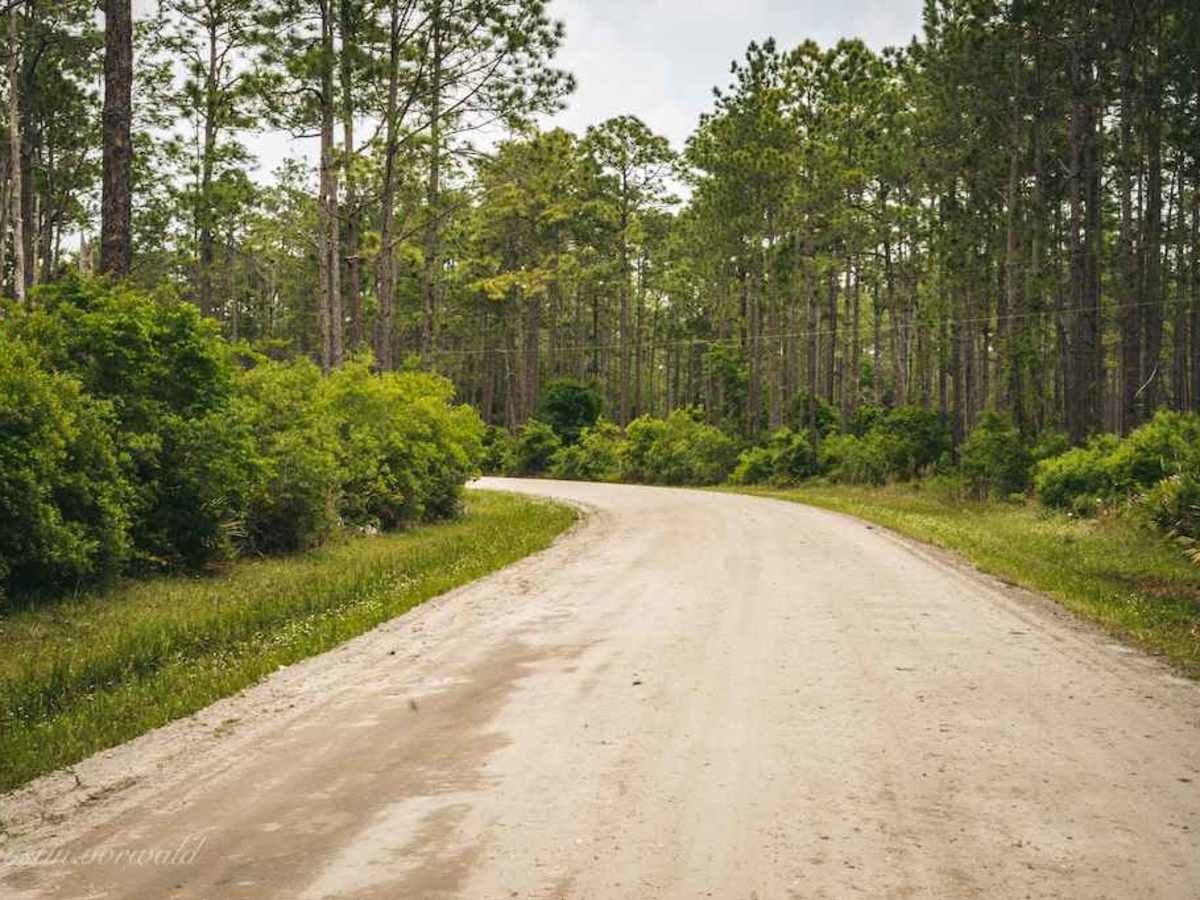Osceola National Forest FR 235/17 Mile Camp Rd photo 5