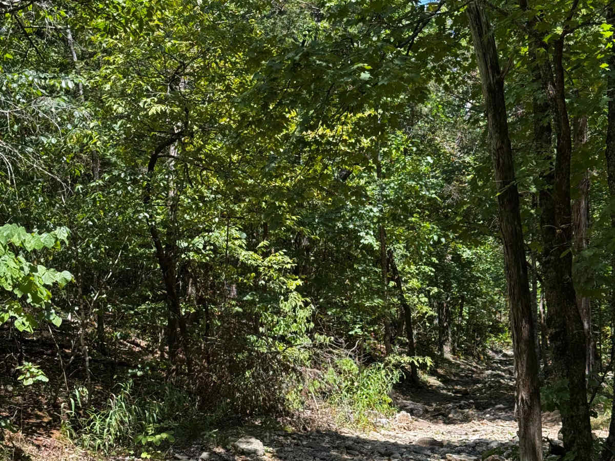 Finn's Muff trail photo