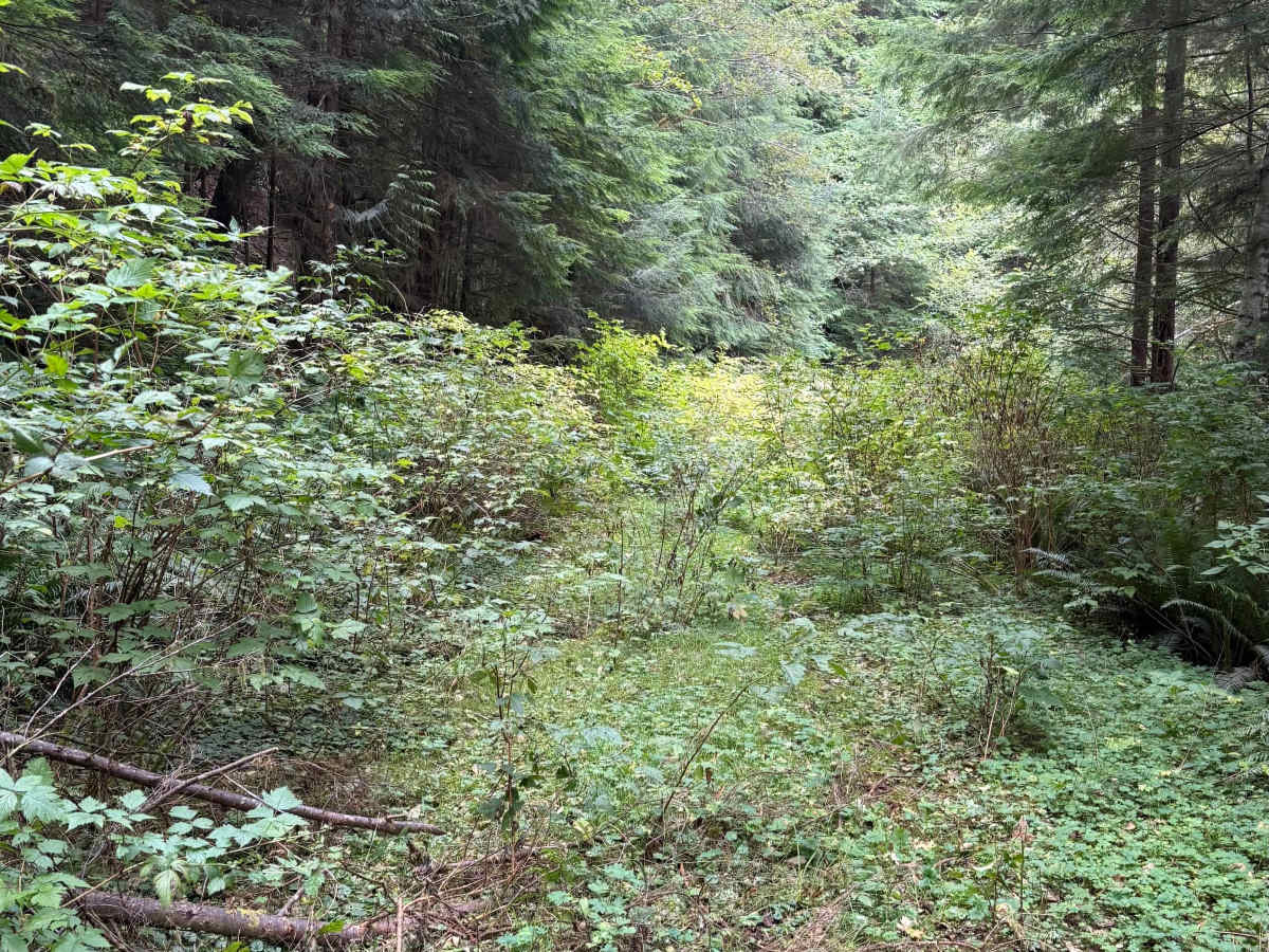 Matheny Creek Road - FS 2140200 photo 4