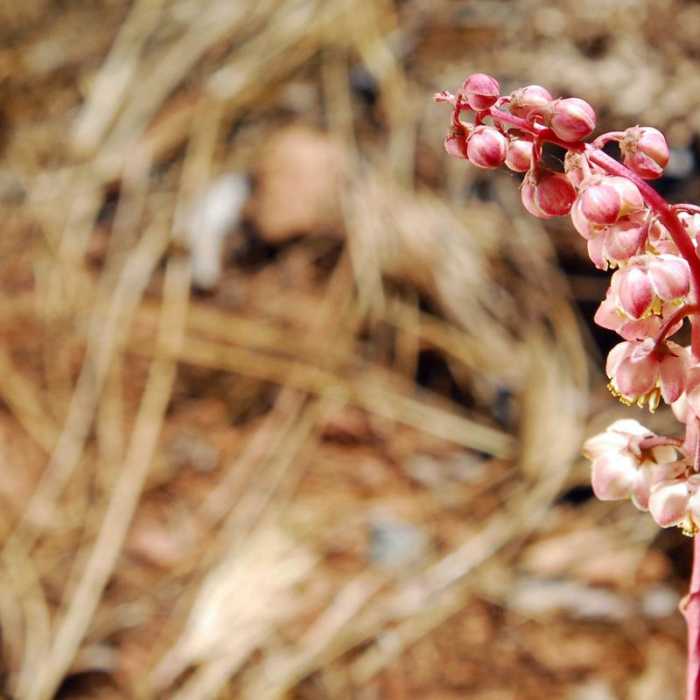Near Castle Crags Dome Hike