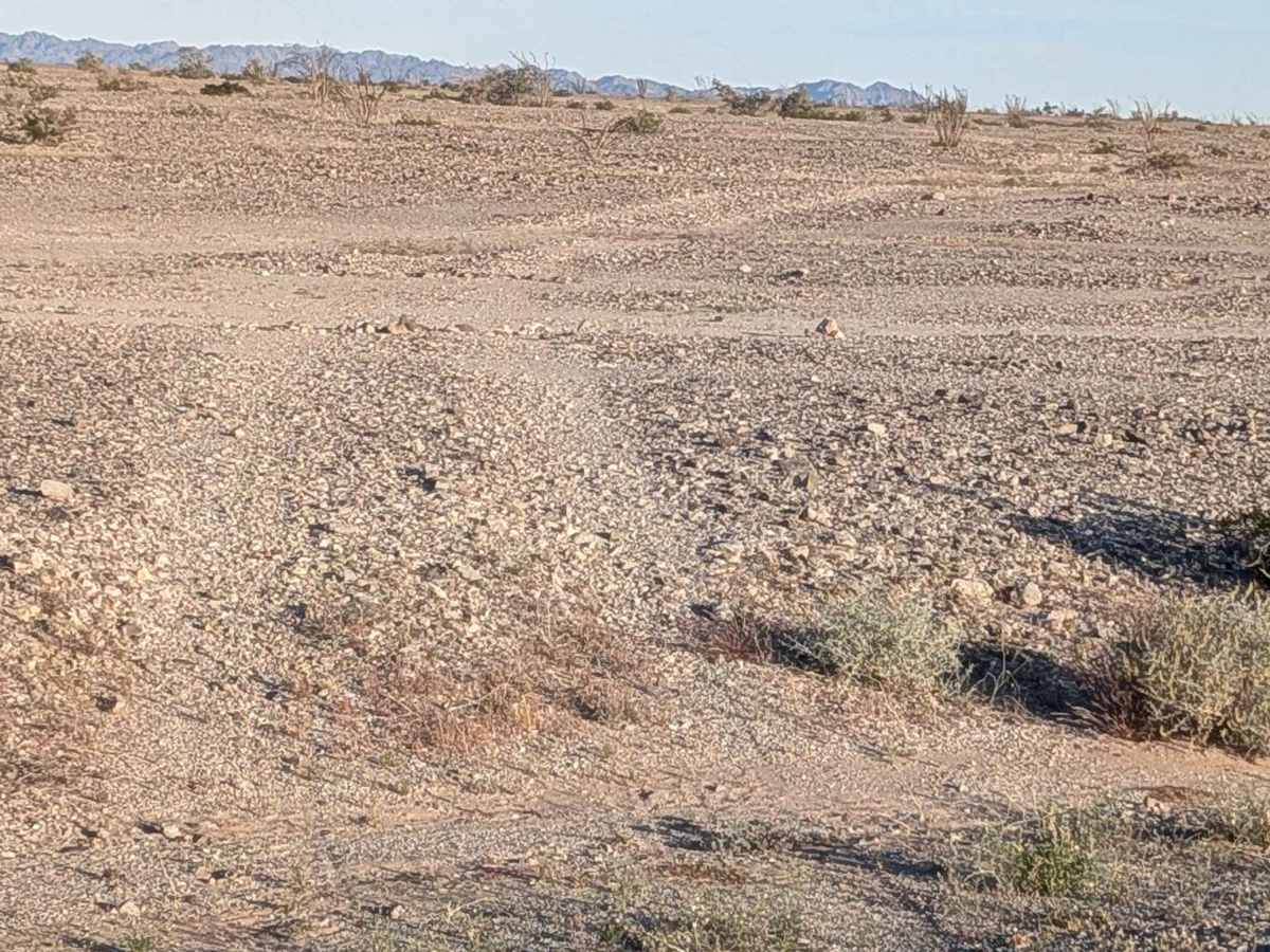 BLM 770 photo 2